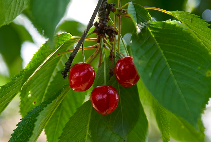Κεράσια δεντρο