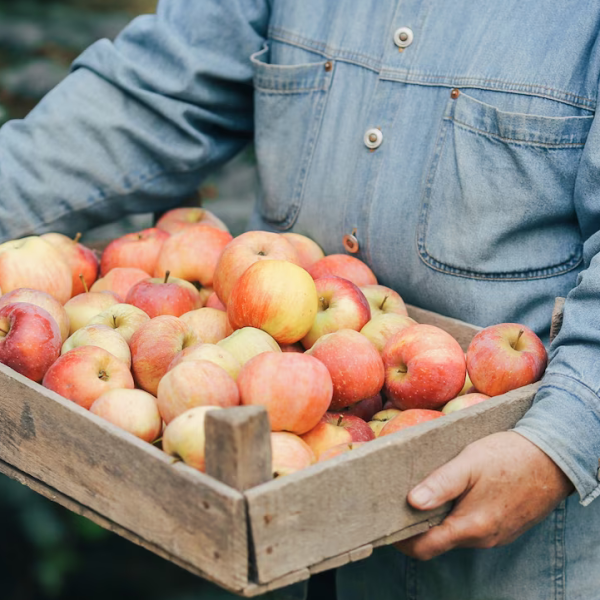 Μήλα σε ξύλινο κουτί